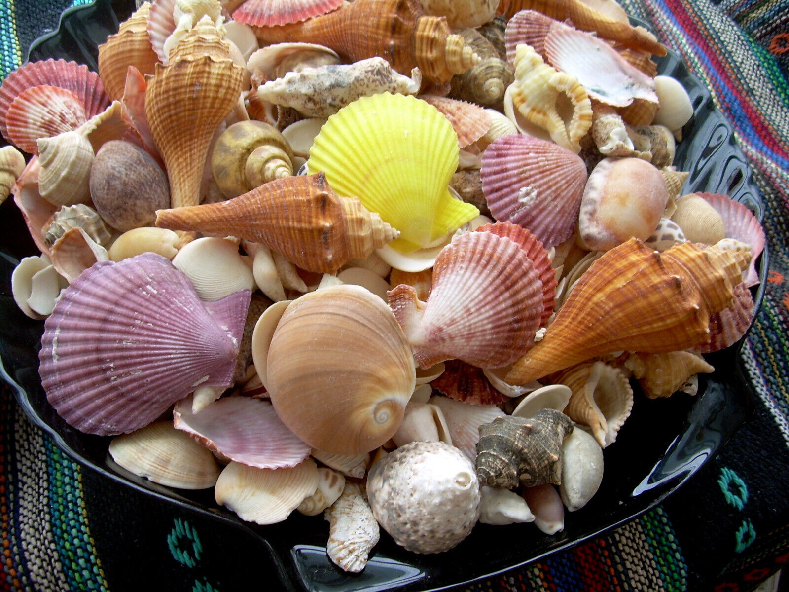 3 lbs. Mixed Seashells Sea Shells Crafts Decorating Collectible Lot 
