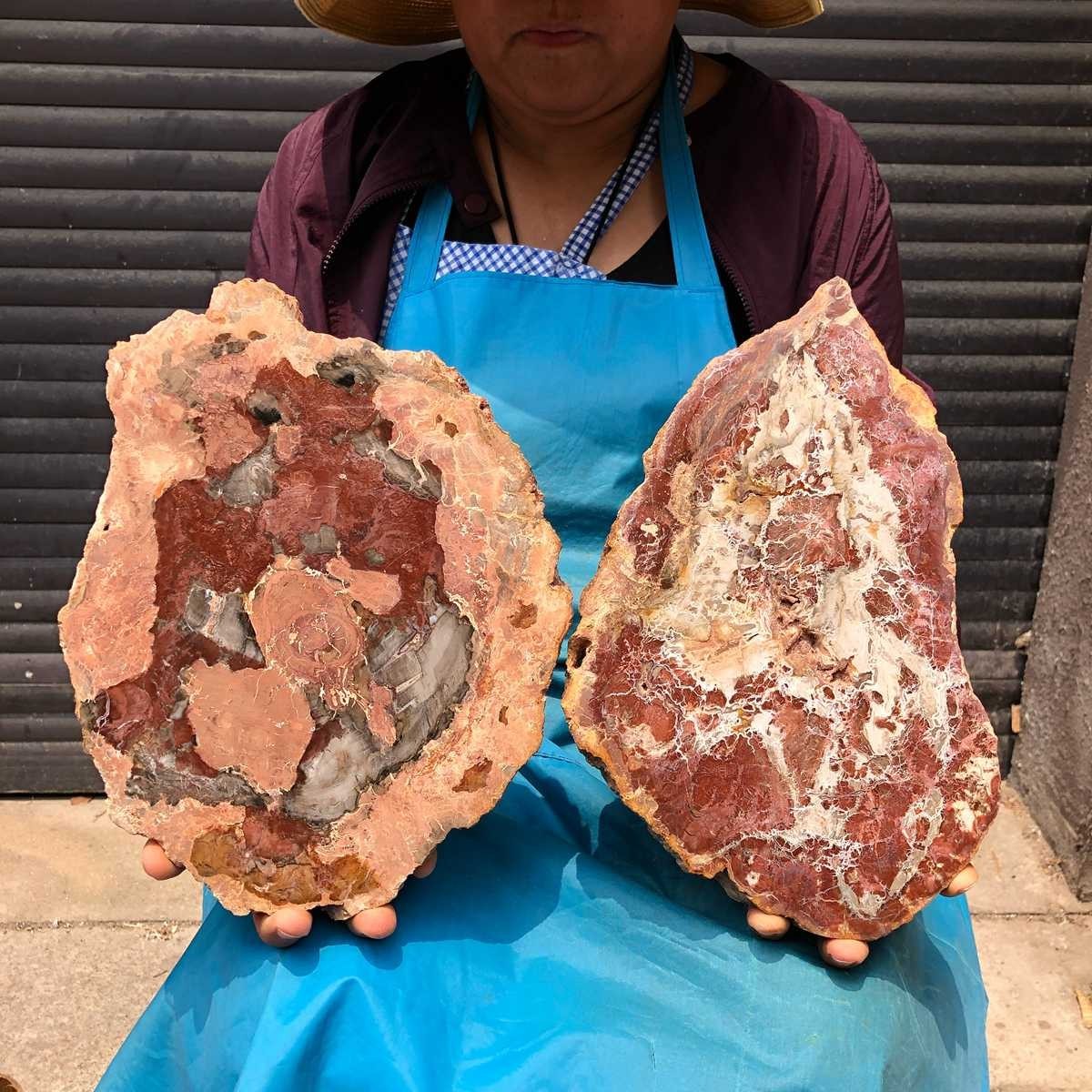 7.34LB 2Pcs Natural Petrified Wood Crystal Fossil Slice Shape Specimen Healing