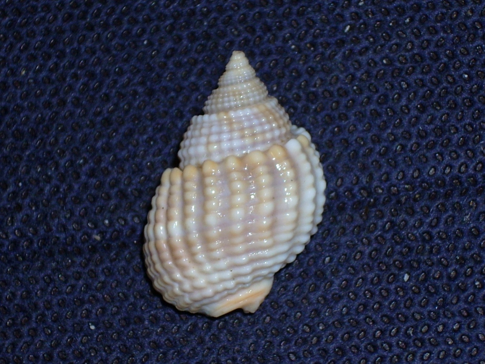 NASSARIUS CONOIDALIS WONDERFUL