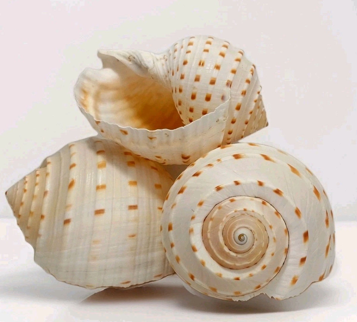 3 Spotted Tun Seashells Large Tonna Tessalata 4\