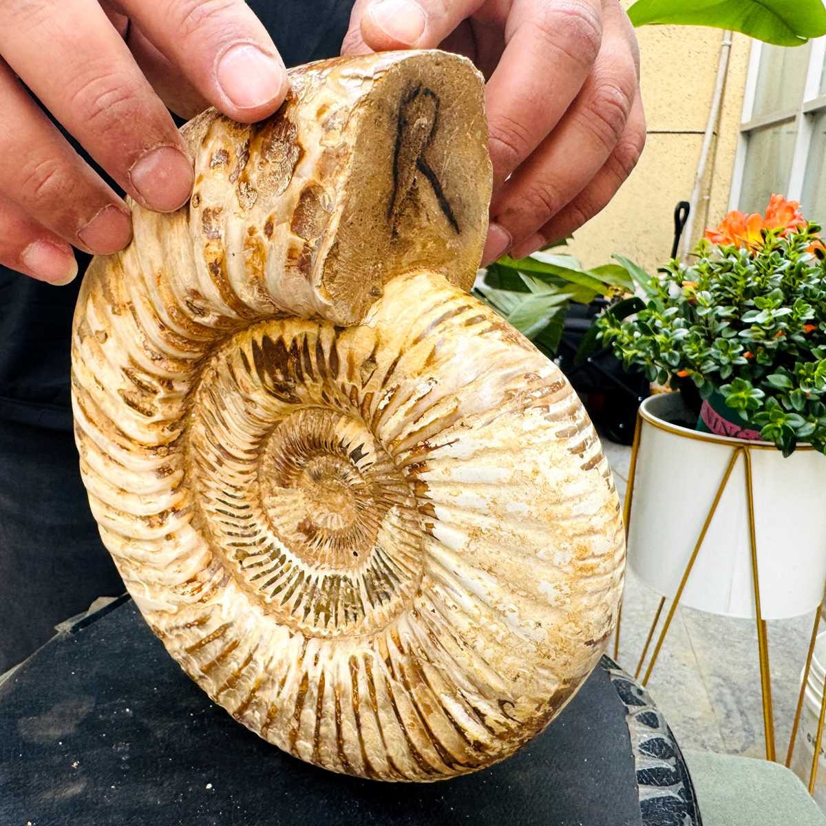 4.98LB Rare Large Natural Polished Natural Conch Fossil Specimens of Madagascar