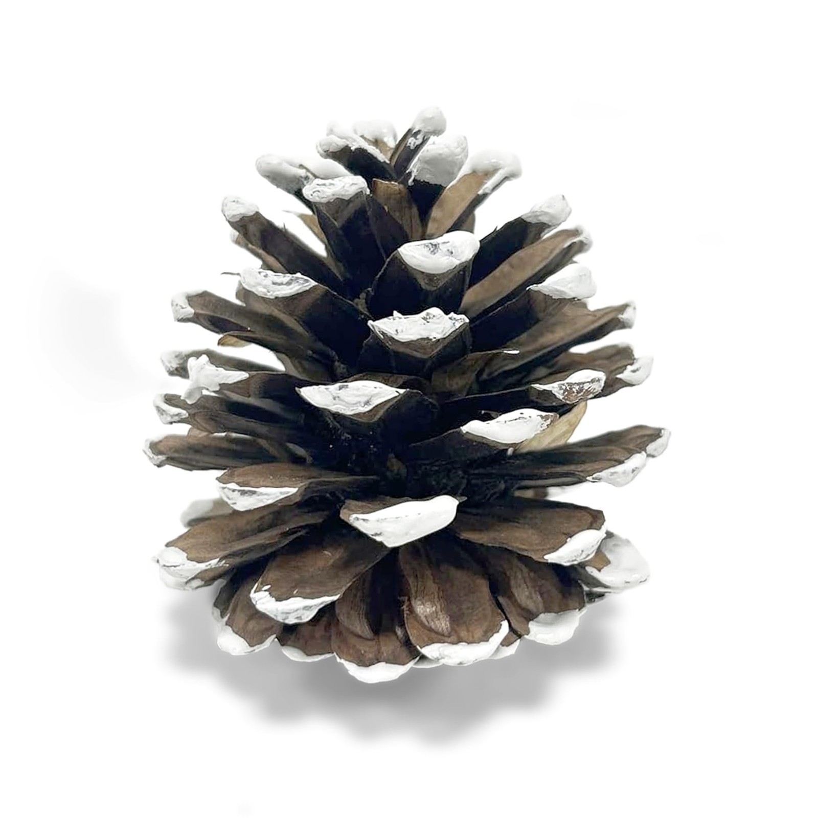 24 PCS Frosted Austriaca Pine Cones 23 Inch Winter Rustic Holiday Craft Decor