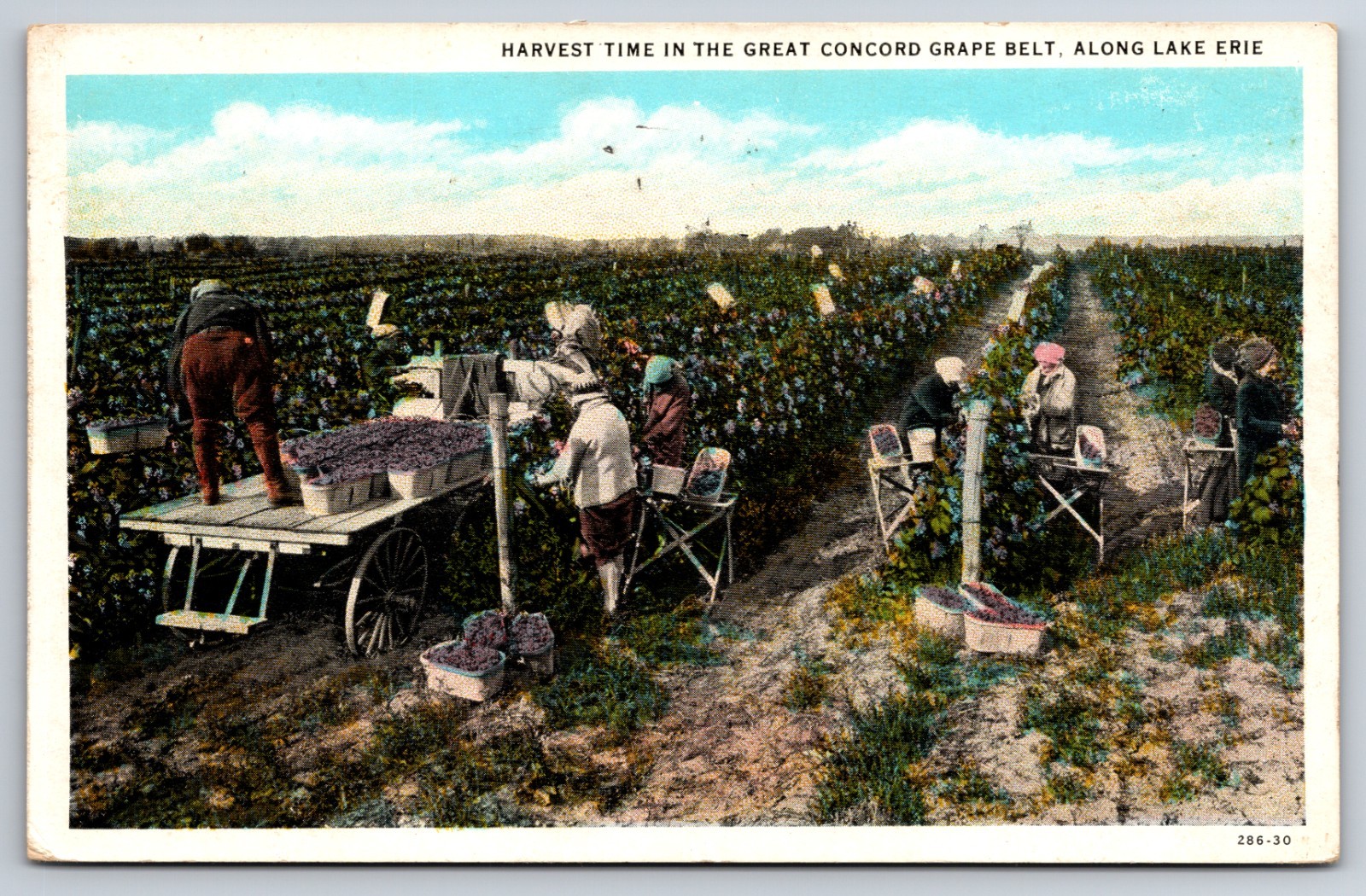 Harvest Time Concord Grape Belt Lake Erie Fredonia New York NY 1934 Postcard