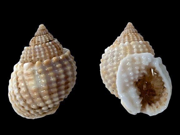 Buccinidae, Nassarius conoidalis, Natal, S. Africa, 19.9mm, VERY NICE Buccinidae, Nassarius conoidalis, Natal, S. Africa, 19.9mm, VERY NICE