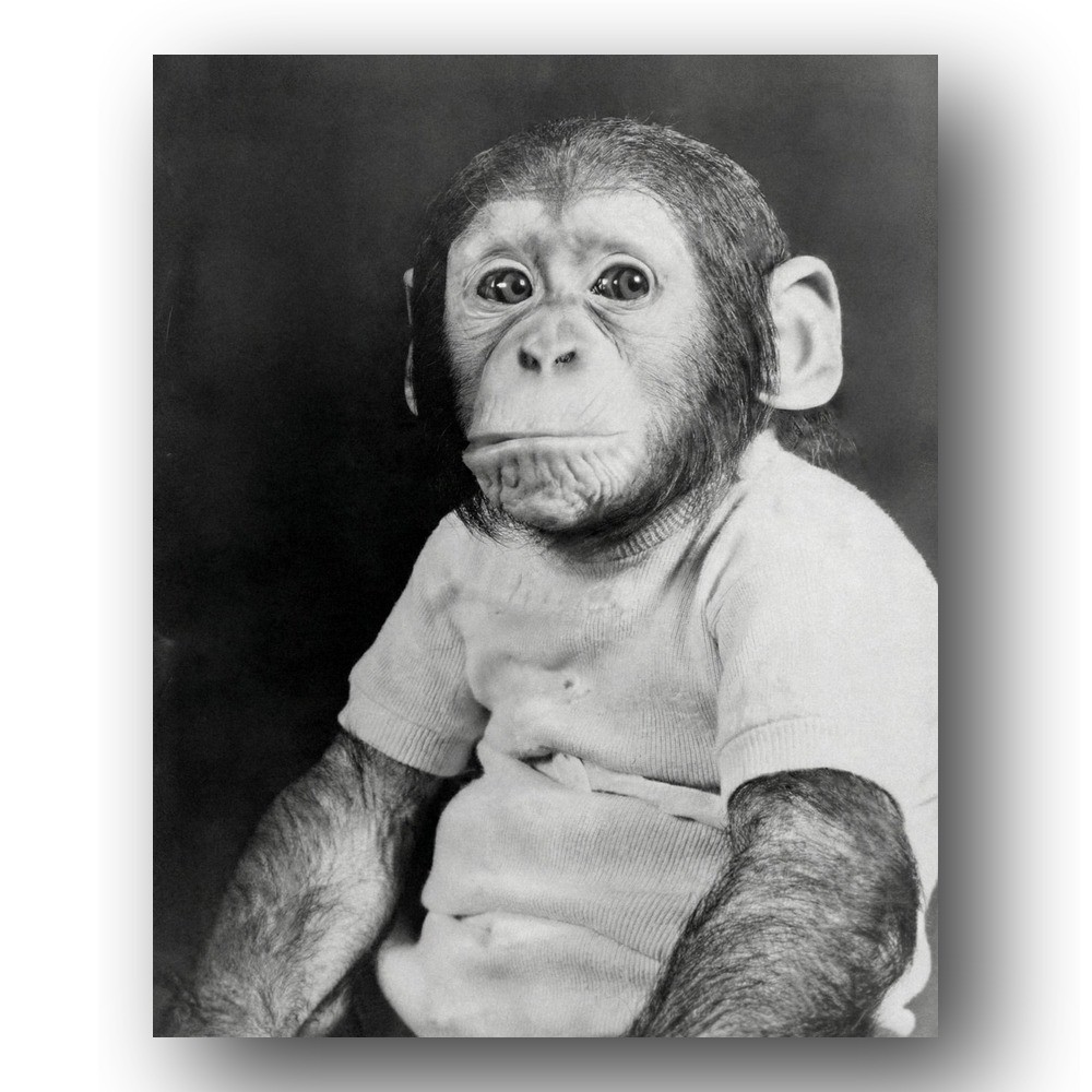 J. Fred Muggs Photo 8x10 Today Show Mascot Chimpanzee Actor 1953