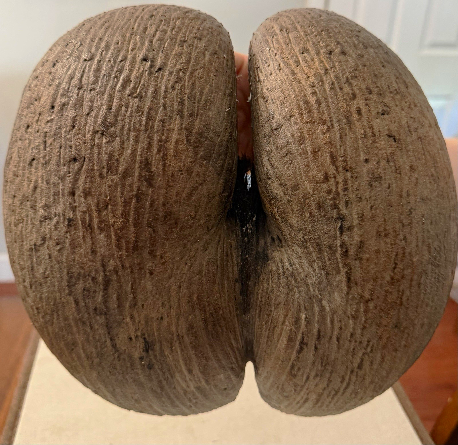Vintage Coco de Mer Double Coconut Shell – Rare Botanical Specimen