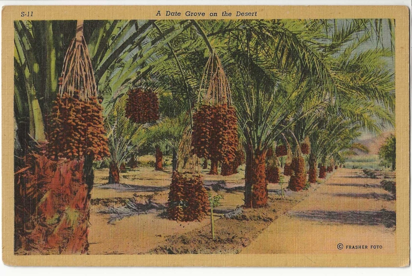 Date Grove Desert Farming Agriculture Fruit Food Linen Plants Nature Sand Trees