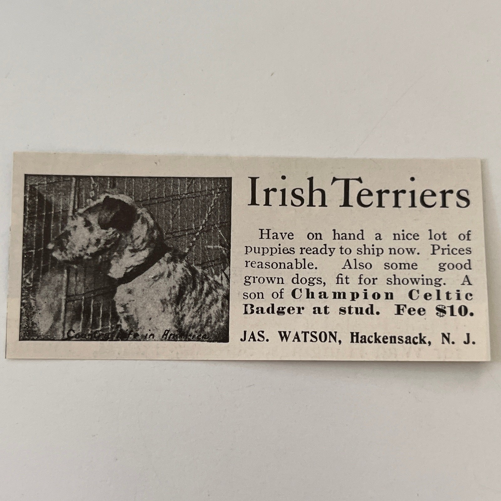 Irish Terriers Jas. Watson Champion Celtic Badger Hackensack NJ 1906 Ad SAH6-S11