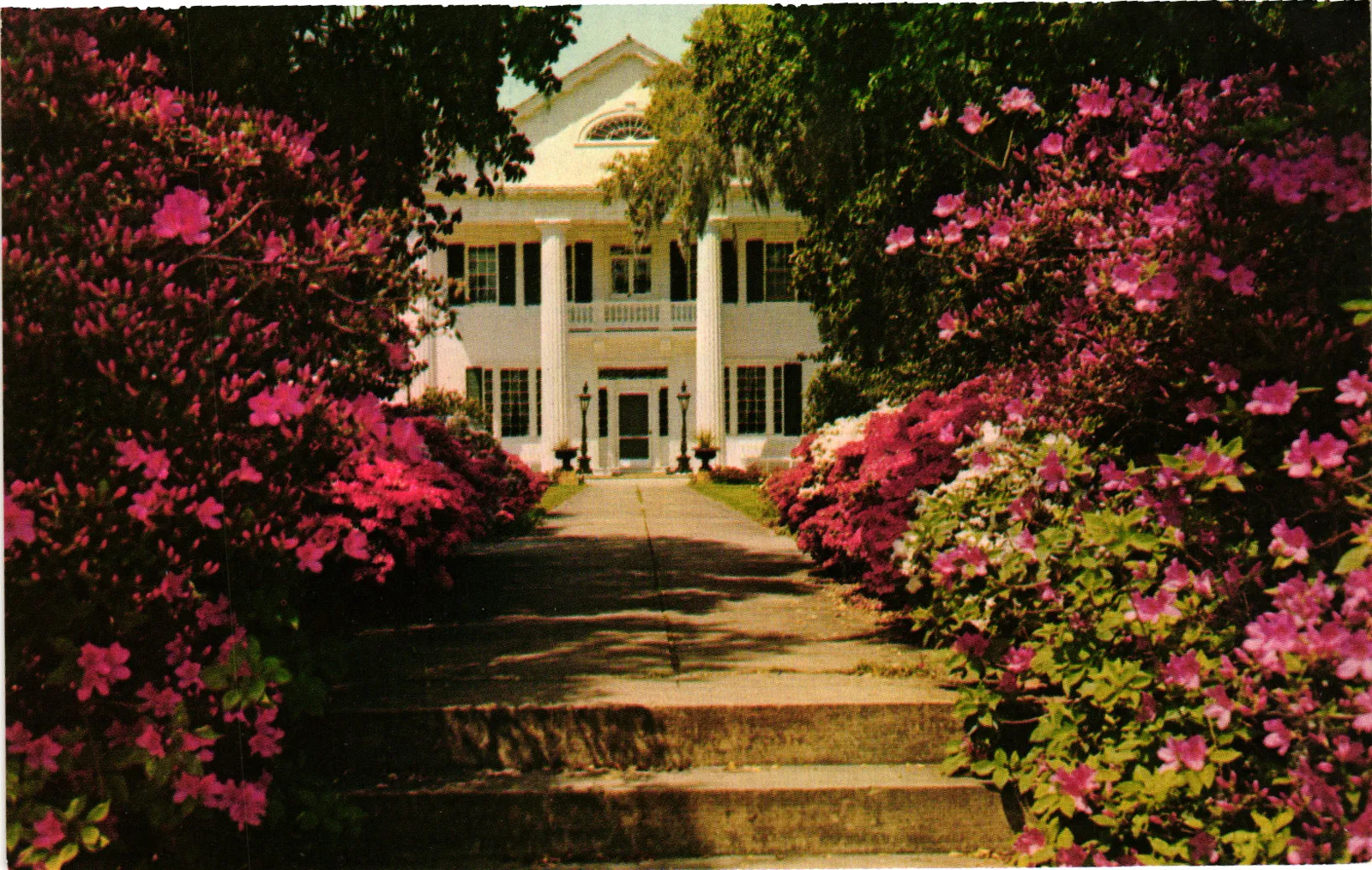Vintage Postcard- Orton Plantation