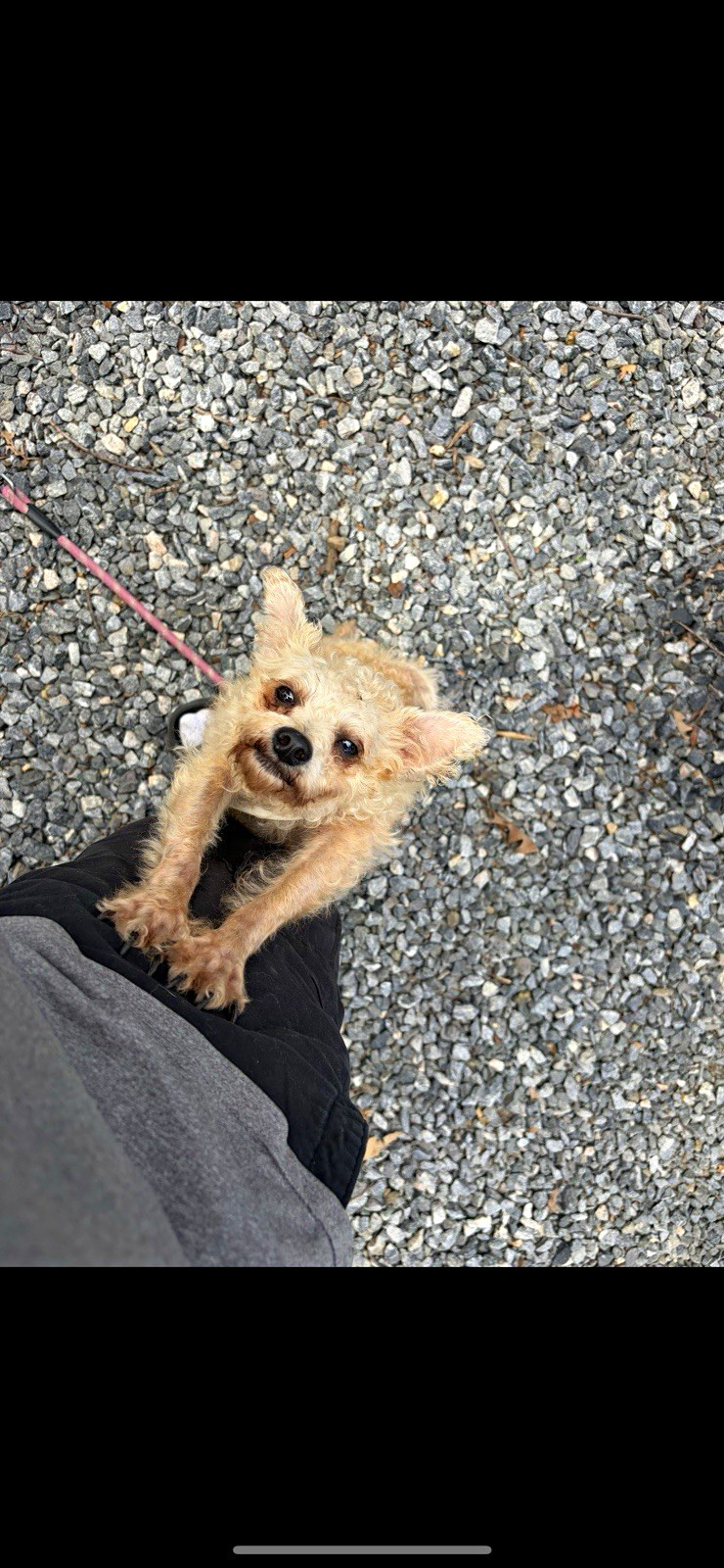 Yorkshire Terrier Dog Collectible Photos - Dog on Leash Outdoors and in Car
