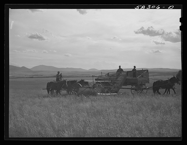 Montana Wheat Country 1941 Horse Drawn Binder Harvesting Wheat Fields