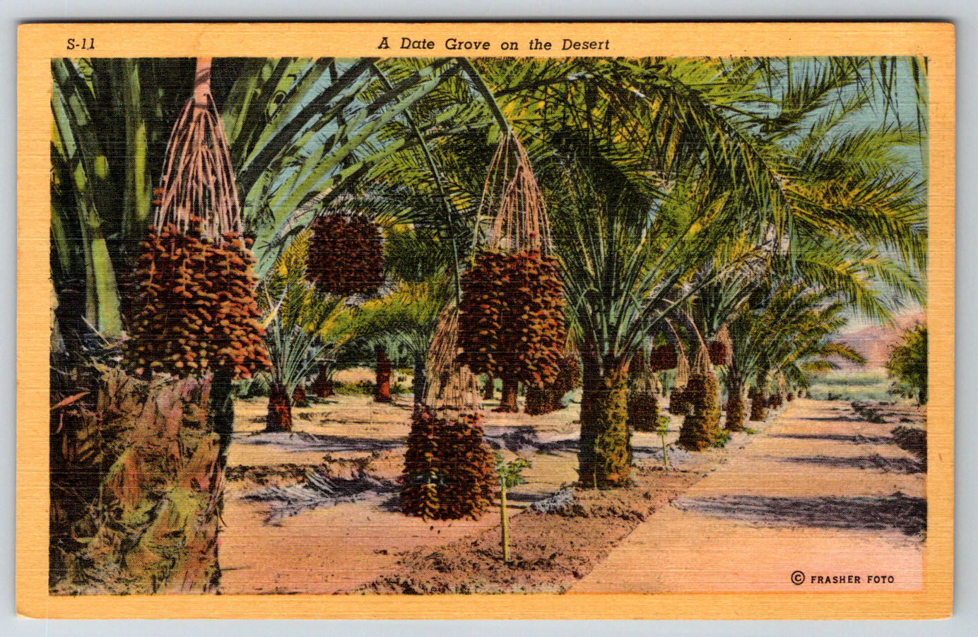 c1940s Linen Date Grove in the Desert Orchard Vintage Postcard