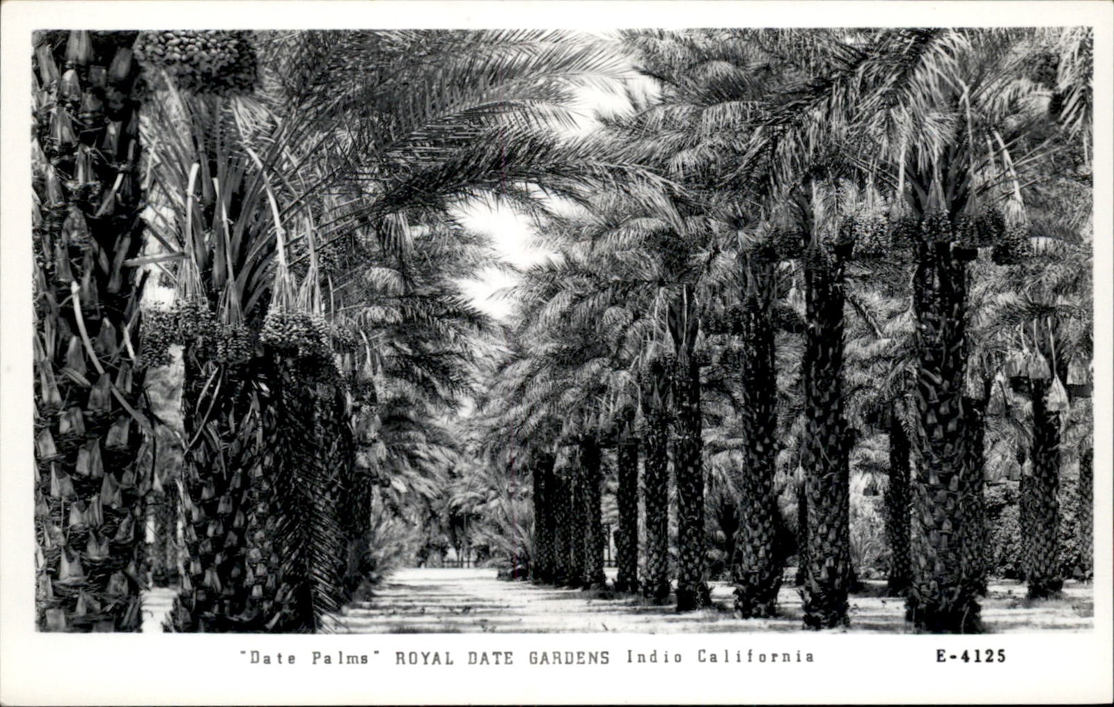 Indio CA Date Palms Royal Date Gardens c1950s-60s Real Photo Vintage Postcard