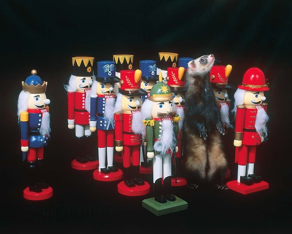 Ferret among the Nutcrackers - Modern Ferret Christmas gift - 8x10 PHOTO Print