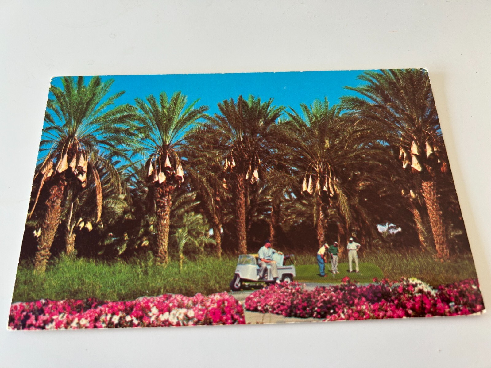 Date Grove in Indio California Postcard Date Grove in Indio California Postcard