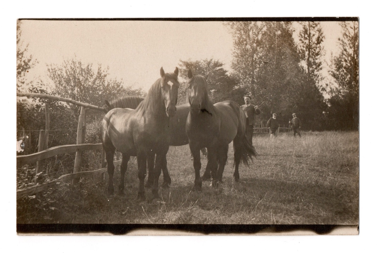 Horses and Men in a Field Real Photo Postcard RPPC Unposted Carte Postale Horses and Men in a Field Real Photo Postcard RPPC Unposted Carte Postale