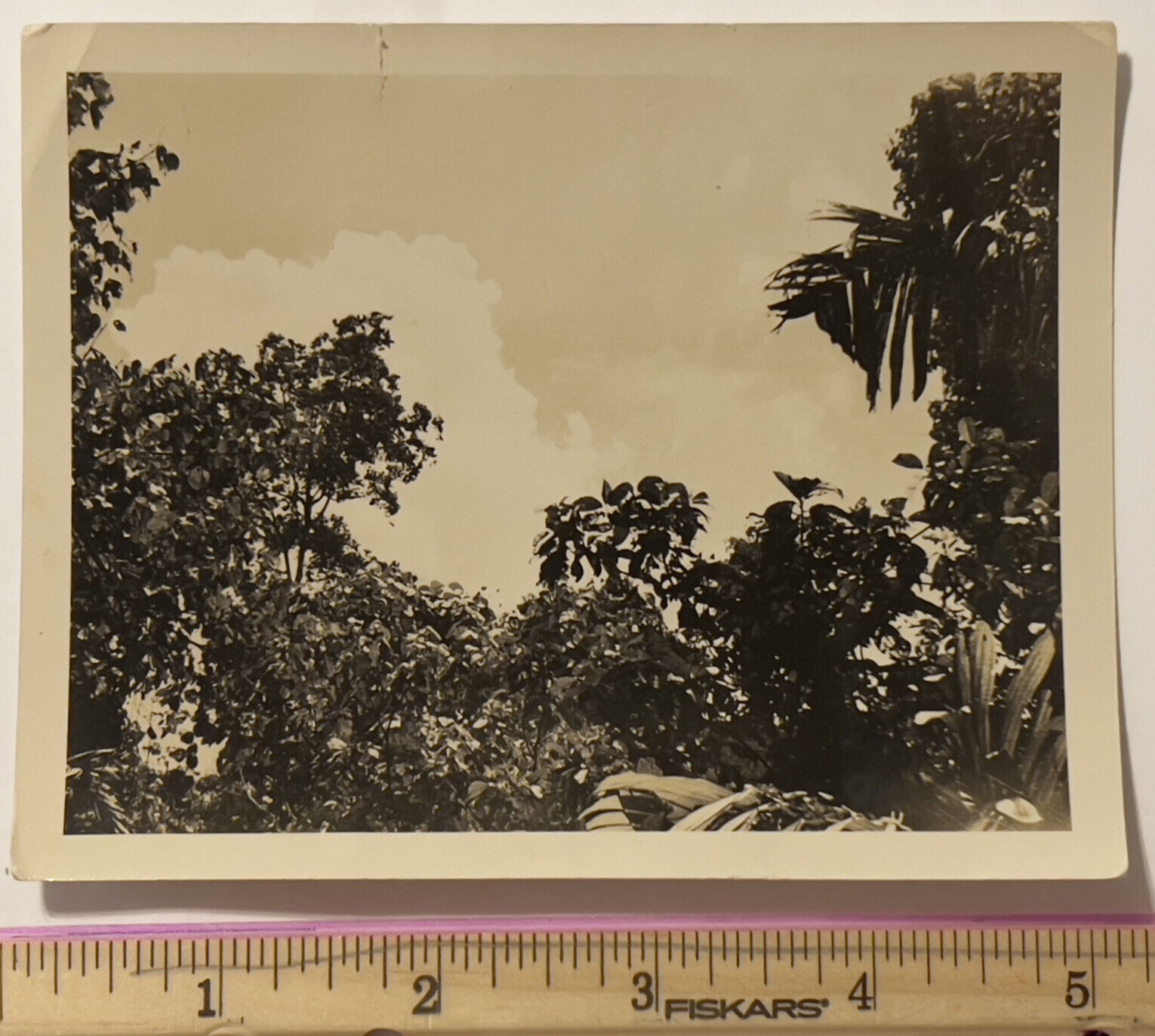 RARE WWII KODAK KODATONE ORIGINAL B&W PHOTOGRAPH TREES CLOUDS 5 X 3.75 INCHES