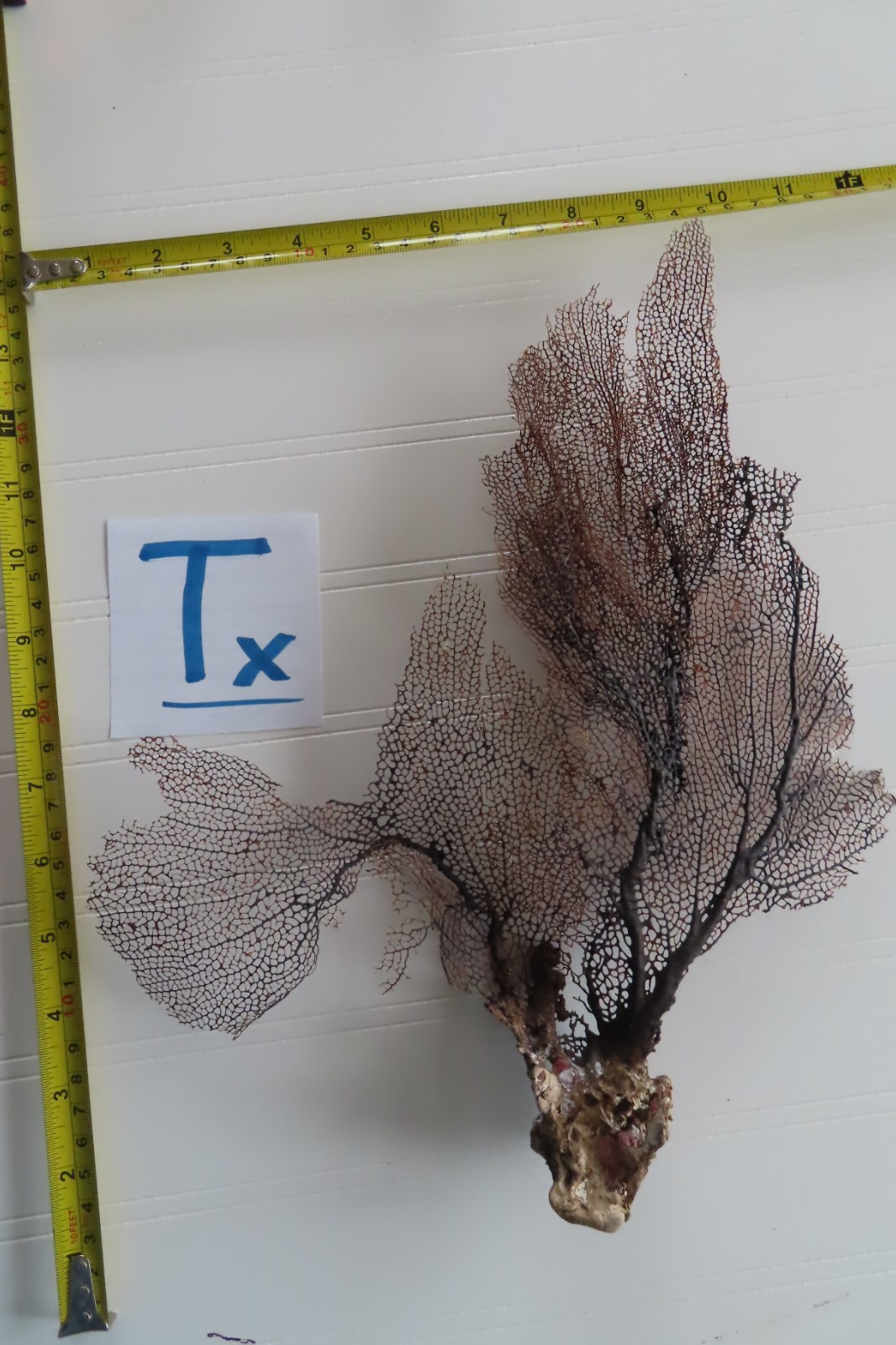 Large Natural Sea Fan - Coral - Sea Whip - 13 x 11 in. Large Natural Sea Fan - Coral - Sea Whip - 13 x 11 in.
