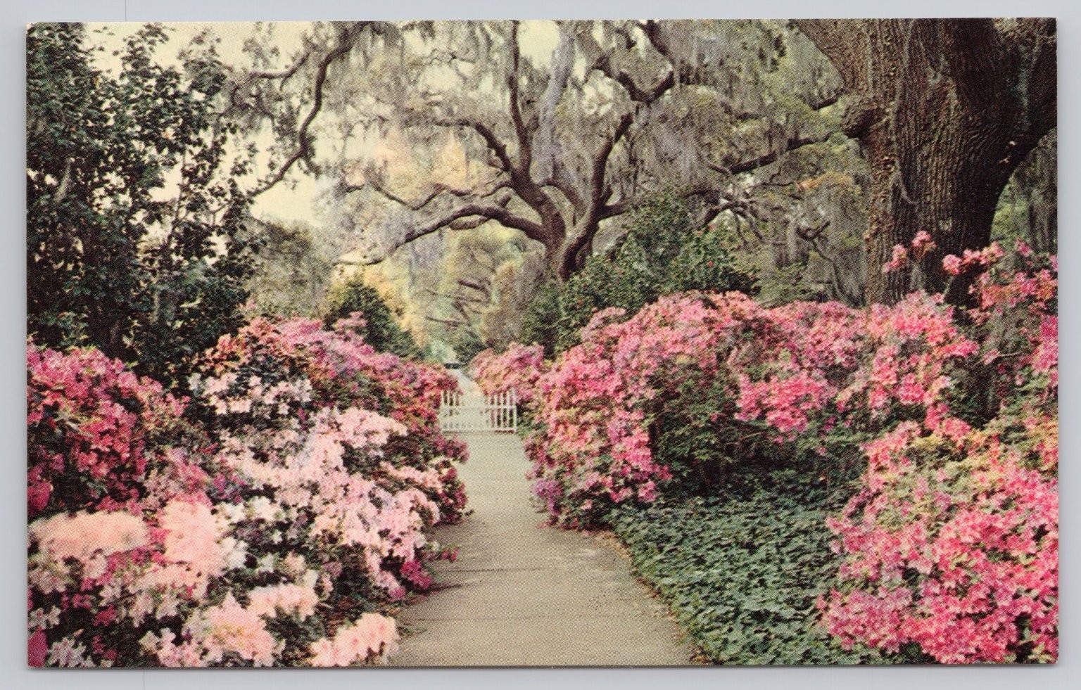 Orton Plantation Gardens Wilmington NC Azaleas Spanish Moss Postcard