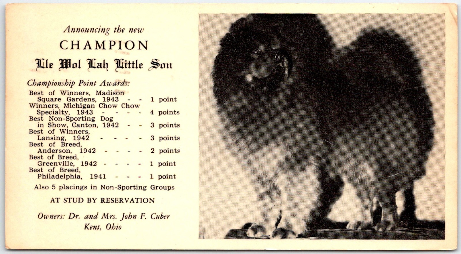 Postcard 1943 Champion Chow Chow Dog; Lle Wol Lah Little Son; Kent Ohio OSg