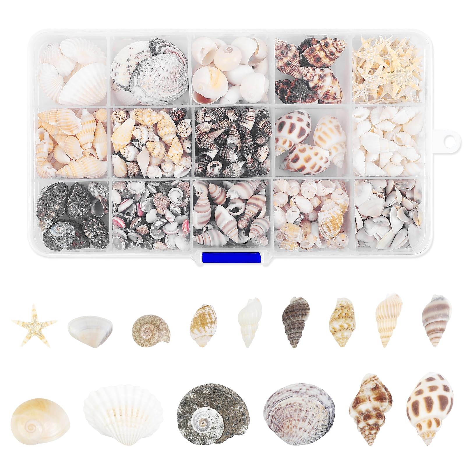 15 Types 800 Pcs Natural Tiny Mini Sea Shell Conch Starfish with 15 Compartme...