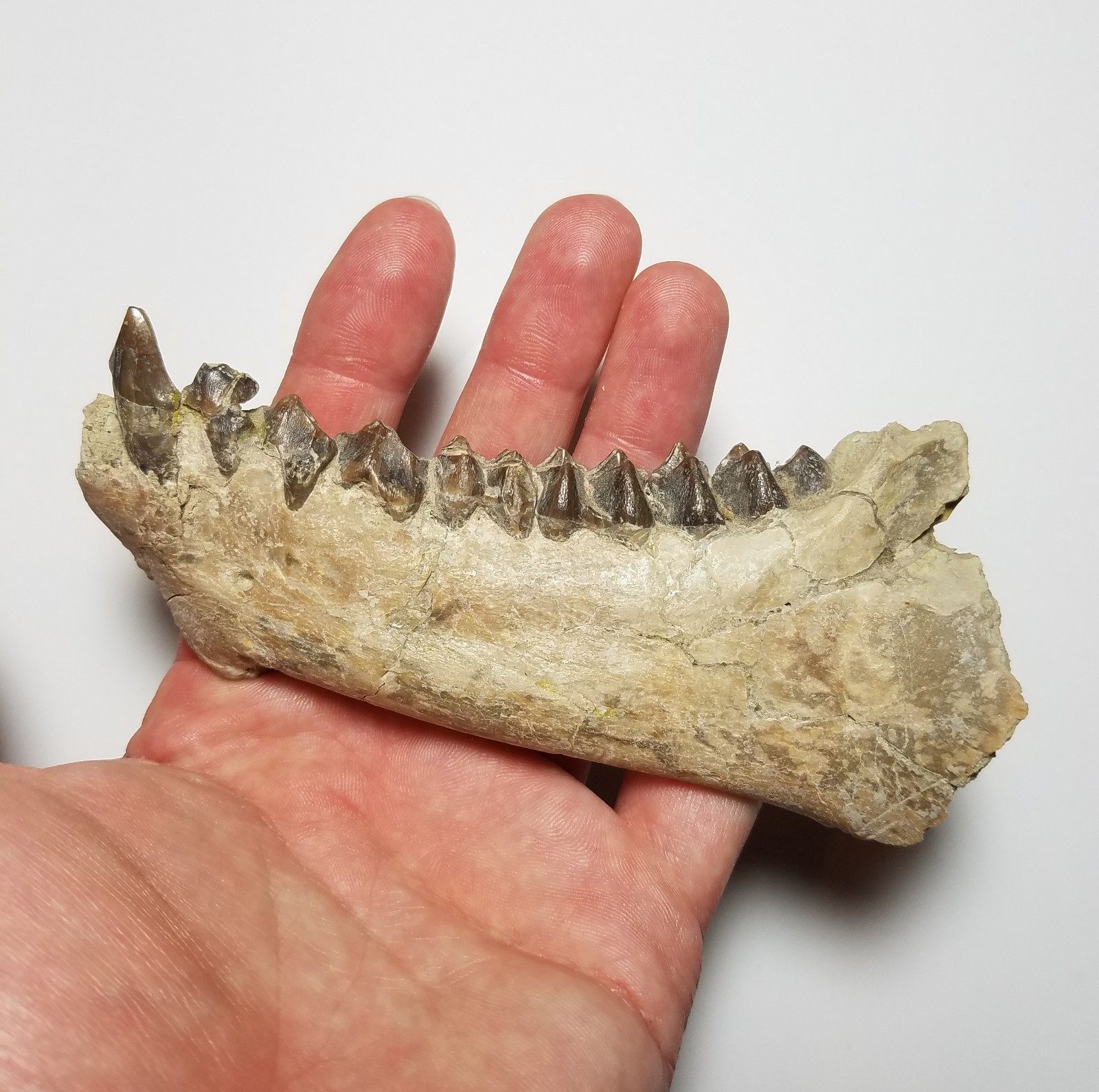 Large Fossil Oreodont Jaw Bone Brule White River Wyoming Nebraska Skull camel