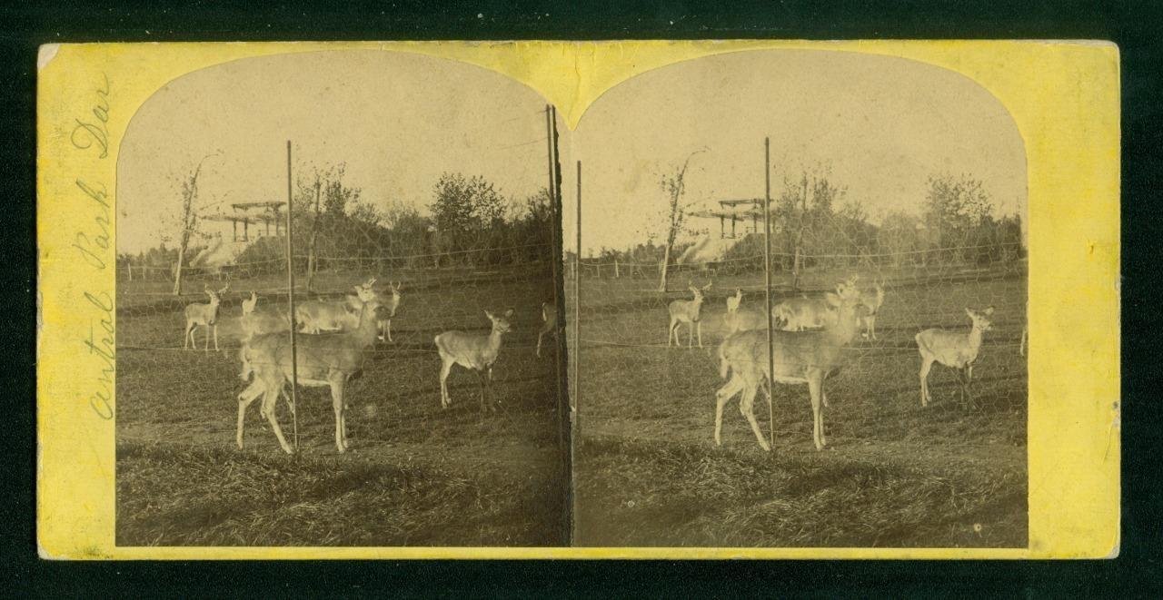 b319, Anon-Unknown Stereoview, #145, Deer, Central Park, New York City, 1880\'s