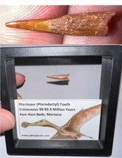 PTEROSAUR PTERODACTYL Dinosaur Era Flying Reptile Fossil Tooth Lot One per Order picture