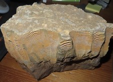 Cone-in-Cone CIC Big Horn Basin Wyoming LARGE museum quality Limestone Calcite picture