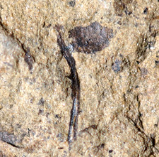 RARE  Unknown strange oldest silurian land plant with sporangium and thorns ? picture