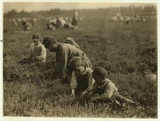 Photo:Browns Mills New Jersey 1910 Arnao Family Berry Pickers Cranberries picture