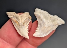 Stunning Pair Of Cream Colored Snaggletooth Shark Teeth From South Carolina  picture