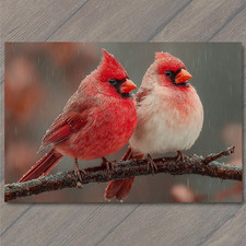 POSTCARD Pair of Cardinals Red and White Birds Rainy Branch Winter Wildlife Scen picture