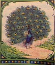 Antique Peacock Broom Label 🦚 1910s–1920s NOS Advertising Art, Bird Decor picture