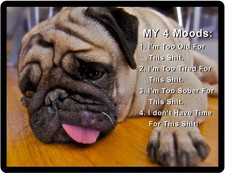 Funny Pug  dog refrigerator magnet 3 1/2 X  4 1/2  