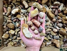 Fossils Mix Bulk Moroccan Assorted  Ammonite Brachiopods Gastropods & More picture
