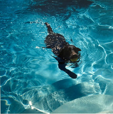 Dog in Water (Labrador?) 14x11 Fine Art Photo-C.1980s-Mark Bugzester (1954-2025) picture