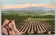 California Orange Grove Road of a Thousand Wonders Southern Pacific Co Postcard picture