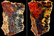 Rare Powell Butte Plume Agate Slab Oregon Multicolor Dendritic Plume 93g picture