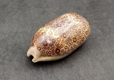 Eyed Cowrie Seashell Spotted Tan Cypraea Argus (1 shell approx. 2.5+ inches) picture