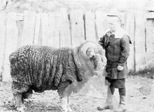 Casterton District, Victoria, 1904 A boy with a champion ram The ram Old Photo picture