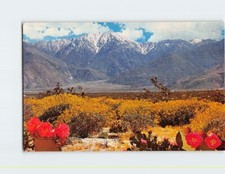Postcard Desert Wild Flowers Panorama Across Desert USA picture