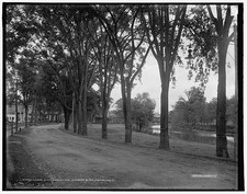 Montpelier Vermont Lower State Street Winooski River c1904 Tree-lined Road picture