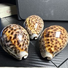 Lot of 3 Cowrie Shells (Cypraea) Spotted Pattern, Approx 3 in Large picture