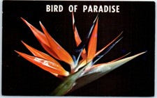 Postcard - The Bird of Paradise (strelitzia reginae) picture
