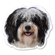 Havanese Magnet picture