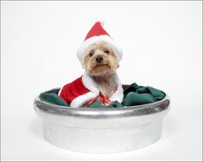 Christmas Yorkshire Terrier- Yorkie gift in a silver bowl - 8x10 PHOTO Print picture