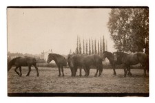 Six Dark Horses in a Field Real Photo Postcard RPPC Unposted Carte Postale picture