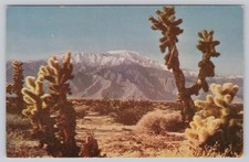 Coachella Valley Mt San Jacinto Desert Cactus California CA Postcard picture