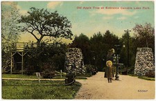1911 Salem NH Postcard Old Apple Tree at Entrance of Canobie Lake Park DB RARE picture